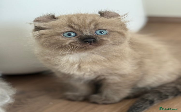 Keetso cats for sale in Portsmouth - Advert 1