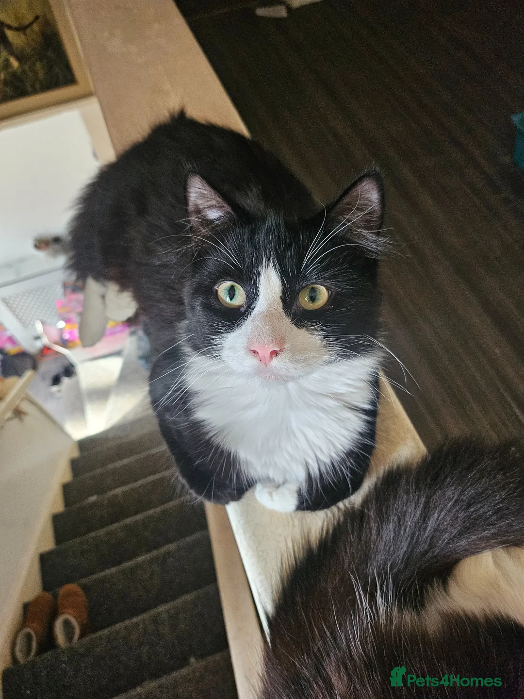 Mixed Breed cats for sale: 3 gorgeous kittens ready for their new home  in Exeter - Advert 3