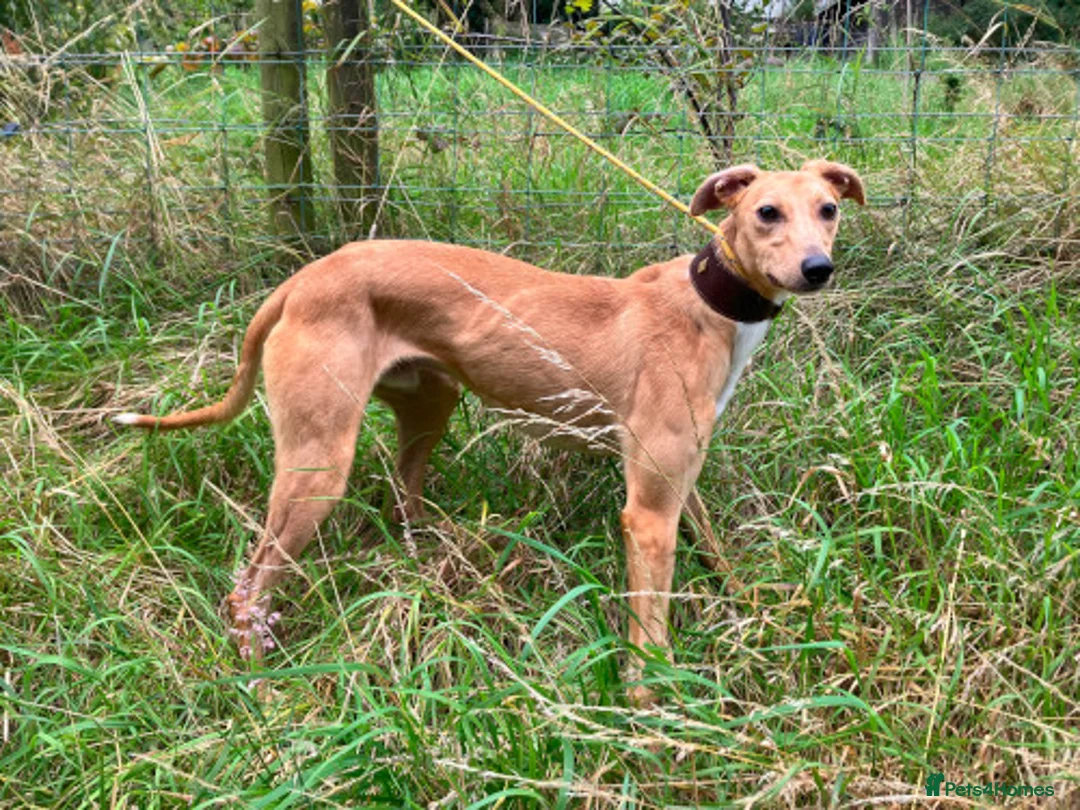 Lurcher dogs for adoption: LENNOX, 2-year-old lurcher in rescue in Halifax - Advert 4