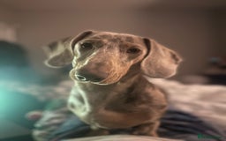 Dachshund dogs for sale: Lovely dachshund looking for a new home  - Image 3