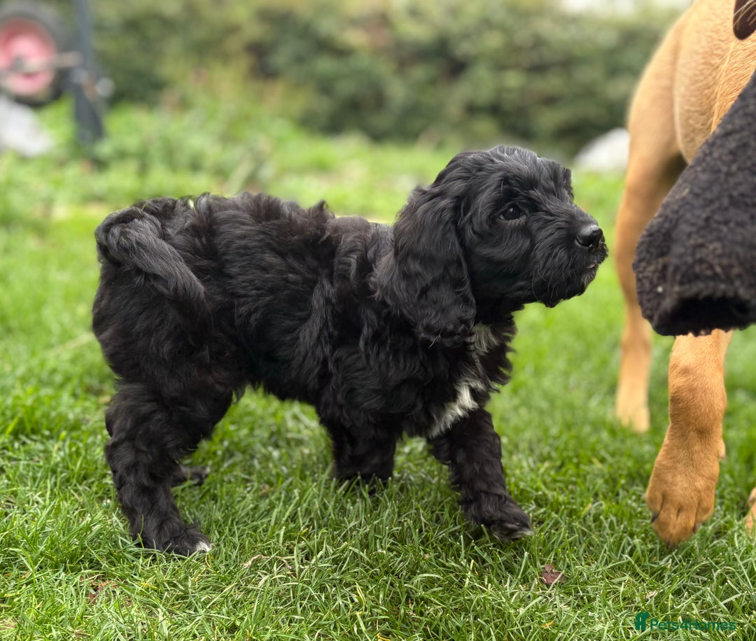 Cockapoo dogs for sale: ✨ Gorgeous Cockapoo Puppies ✨ - Image 7