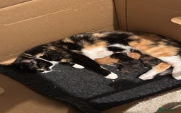 Domestic Shorthair cats for sale: 4 beautiful kittens  - Image 10