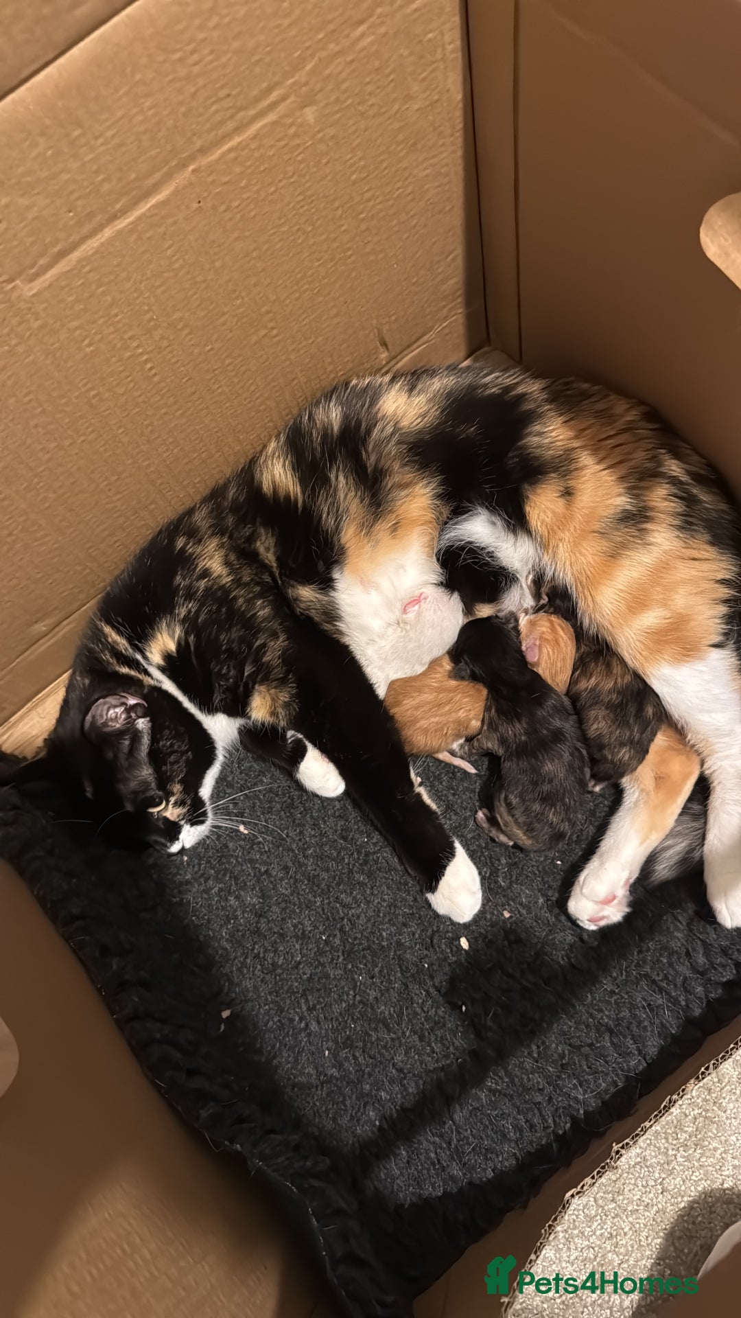 Domestic Shorthair cats for sale: 4 beautiful kittens  - Image 10