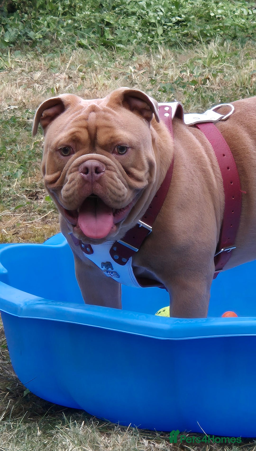 Mixed Breed dogs for sale: Old English / English bulldog mix - Image 5