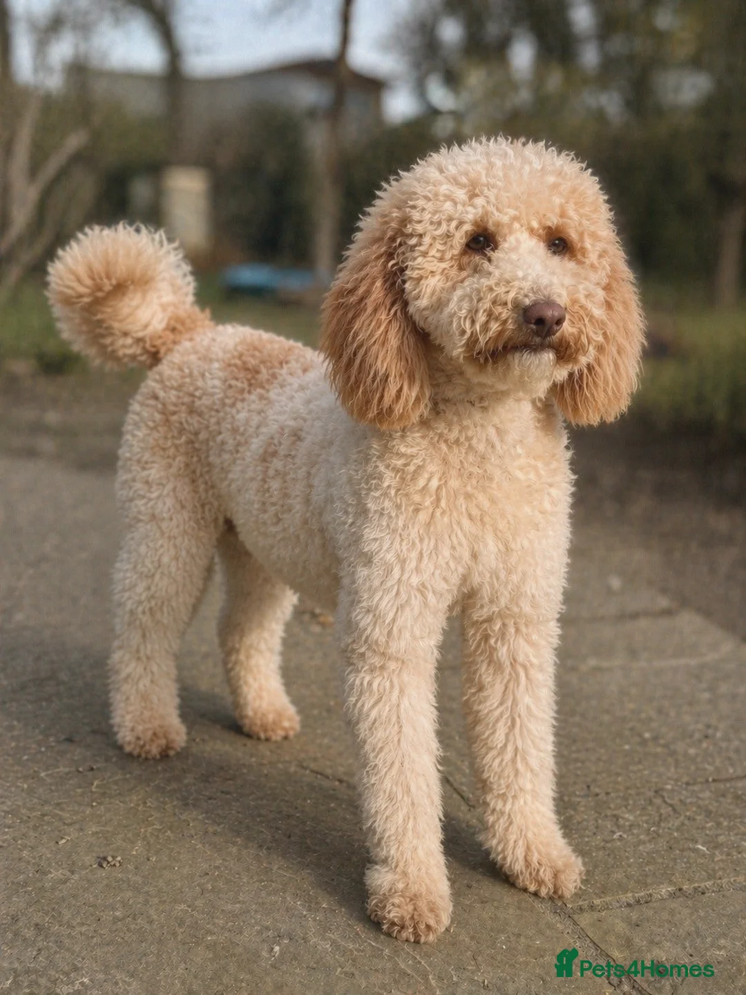 Poodle dogs for stud: Professional Stud Service - Advert 5