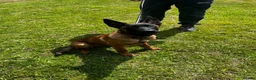 Belgian Shepherd Dog dogs for sale: World Champion Sired Puppies  - Advert 12