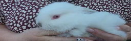 Mini Lop rabbits for sale: Mini lop babies  - Advert 5