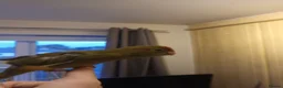 Parakeets birds for sale: Kakariki - Hand Tame - Baby Kakarikis - Advert 16