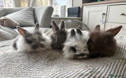 Mini Lion Lop rabbits for sale: Gorgeous Lion Mini lops - Image 2