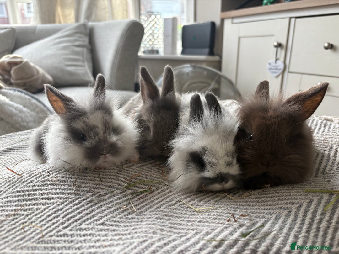 Mini Lion Lop rabbits for sale: Gorgeous Lion Mini lops - Image 2