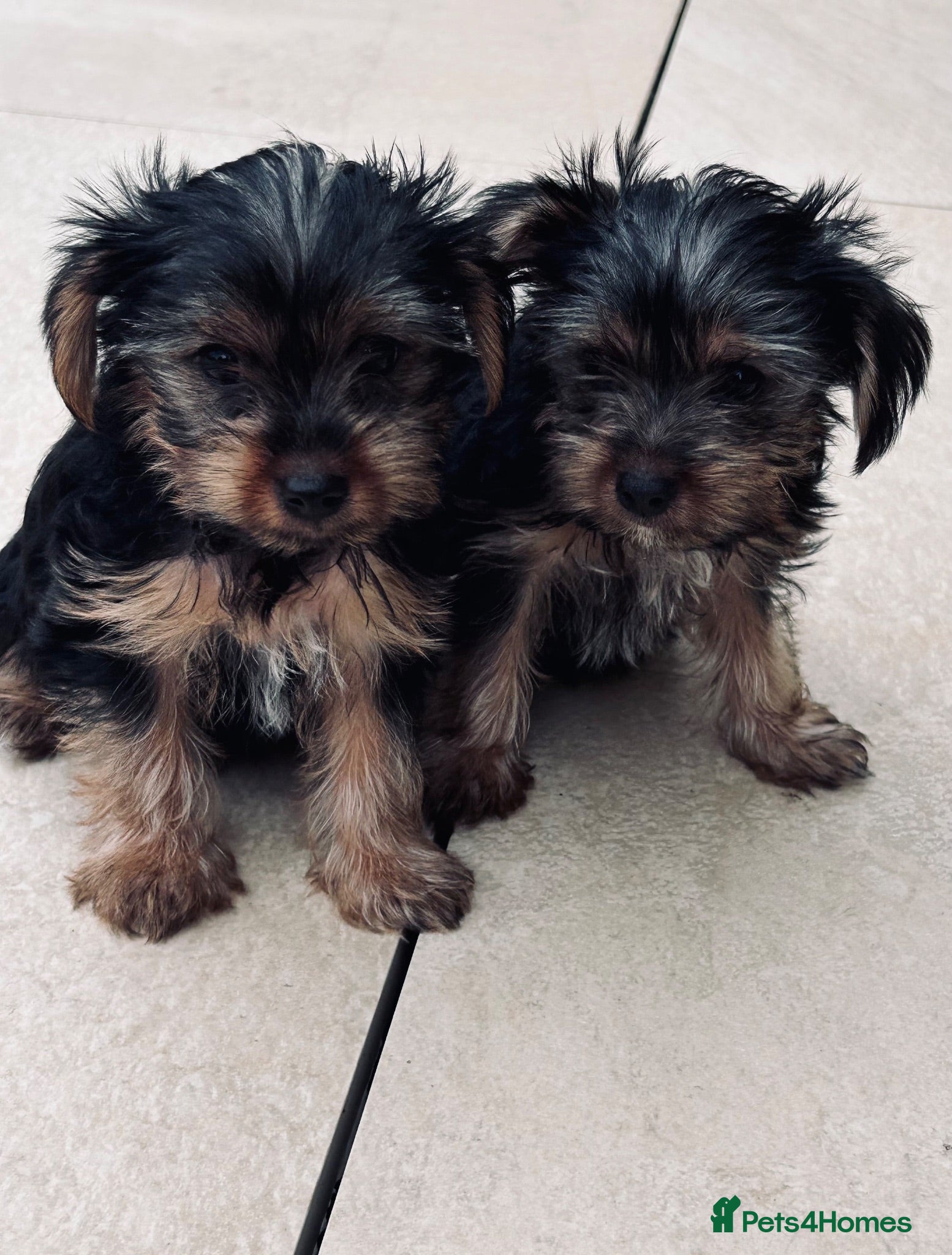 Yorkshire Terrier dogs Tiny Yorkshire terrier puppies  - Advert 11