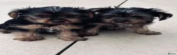 Yorkshire Terrier dogs for sale: Tiny Yorkshire terrier puppies  - Advert 1