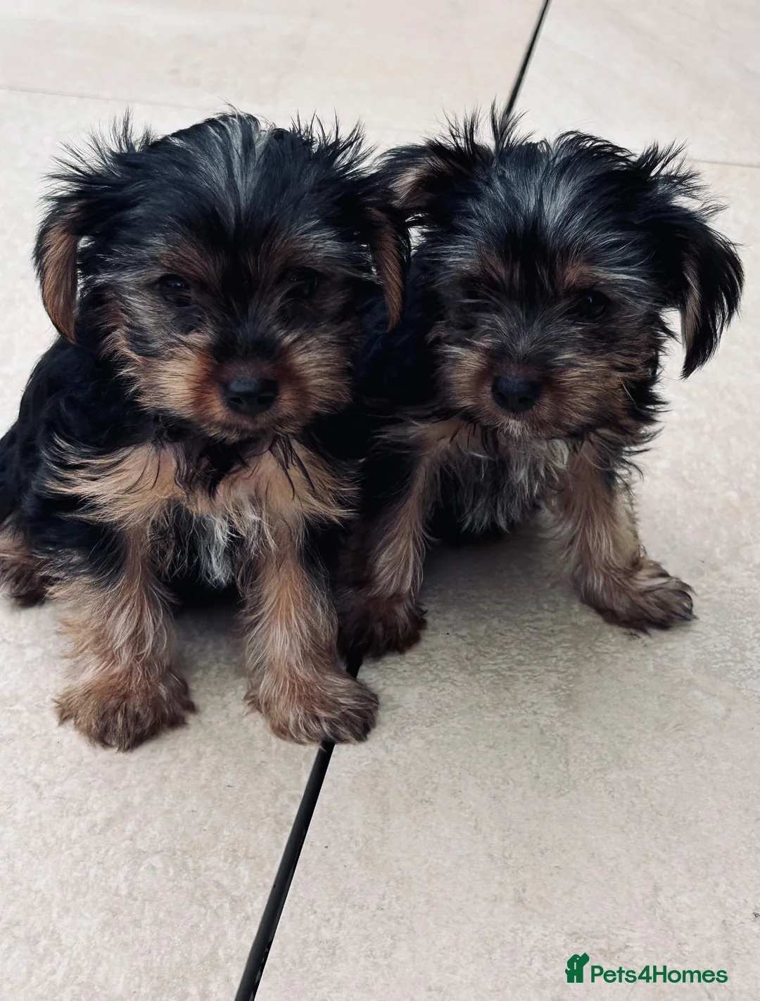 Yorkshire Terrier dogs for sale: Tiny Yorkshire terrier puppies  - Advert 1