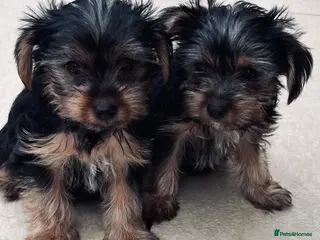 Yorkshire Terrier dogs Tiny Yorkshire terrier puppies - Advert 11