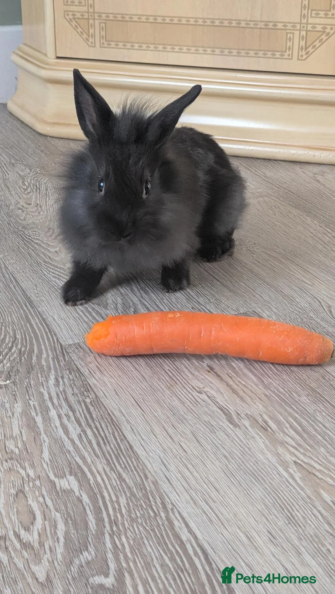 Lionhead rabbits for sale: 9 week old Lionheads  - Advert 1