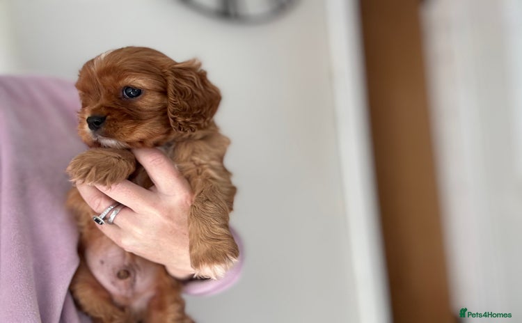 Cavalier King Charles Spaniel dogs - Advert 4