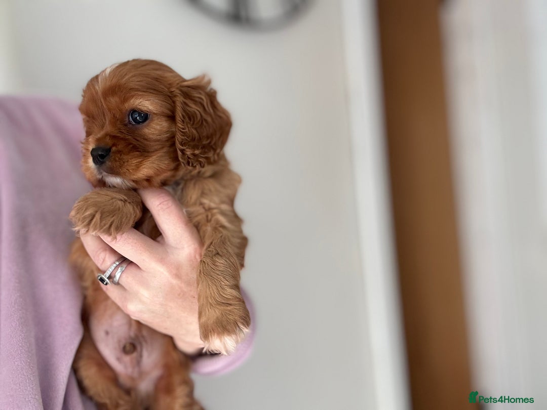 Cavalier King Charles Spaniel dogs for sale: KC reg 🍫parents/Eyes/heart&health certs - Image 1