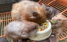 Hamster rodents for sale: Baby hamsters for sale  - Image 5