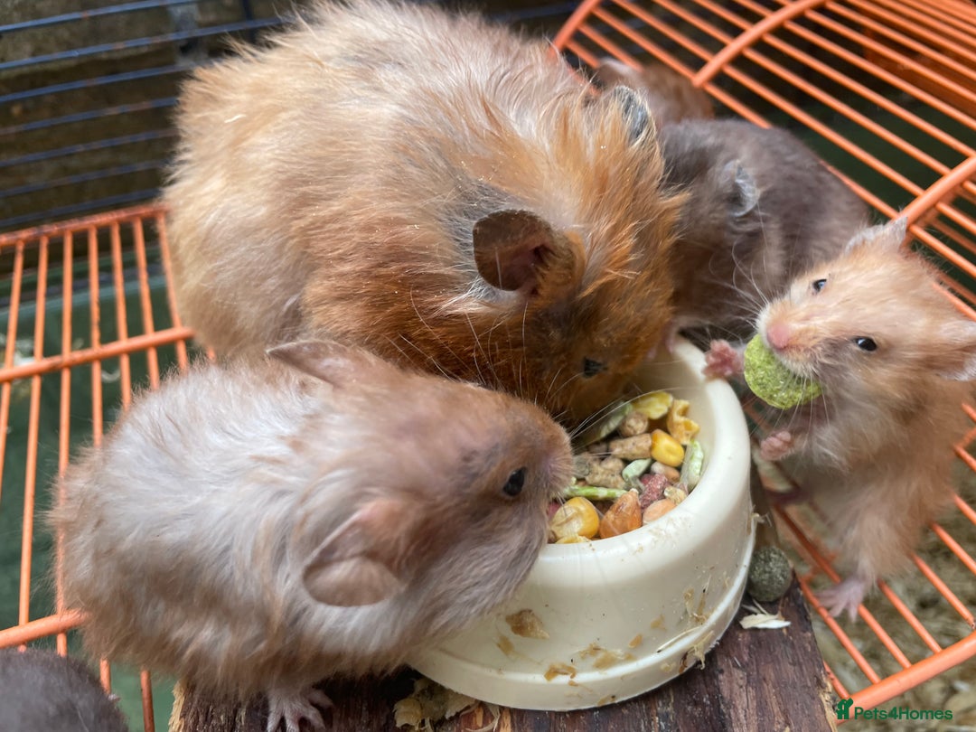 Hamster rodents for sale: Baby hamsters for sale  - Image 5