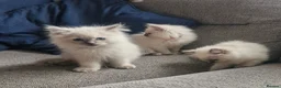 Ragdoll cats for sale: Beautiful ragdoll kittens - Advert 12