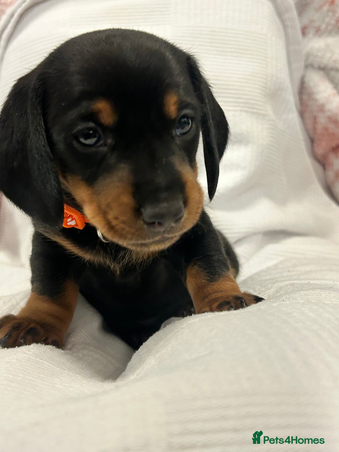 Miniature Dachshund dogs for sale: Beautiful Miniature dachshund puppies - Image 9