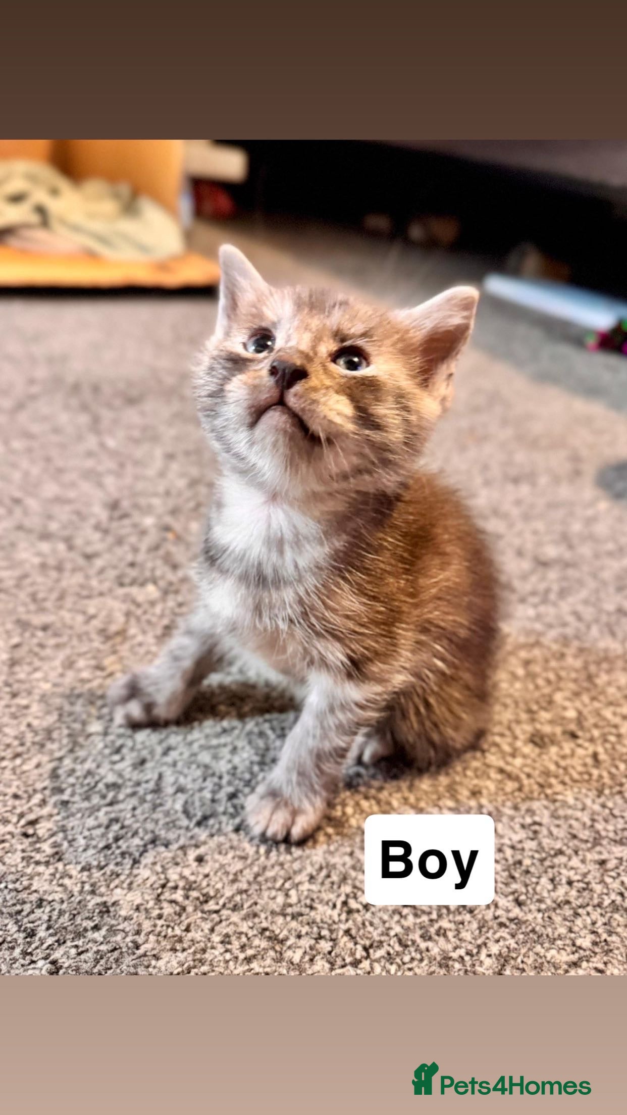 Mixed Breed cats Kitty’s looking for their forever homes  - Advert 2