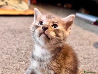 Mixed Breed cats Kitty’s looking for their forever homes - Advert 2