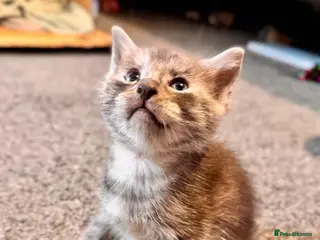 Mixed Breed cats Kitty’s looking for their forever homes - Advert 4