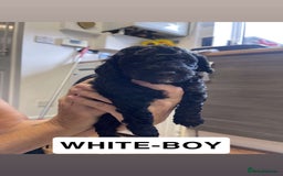 Cockapoo dogs for sale: Beautiful F1B Cockerpoos🐶 - Image 17