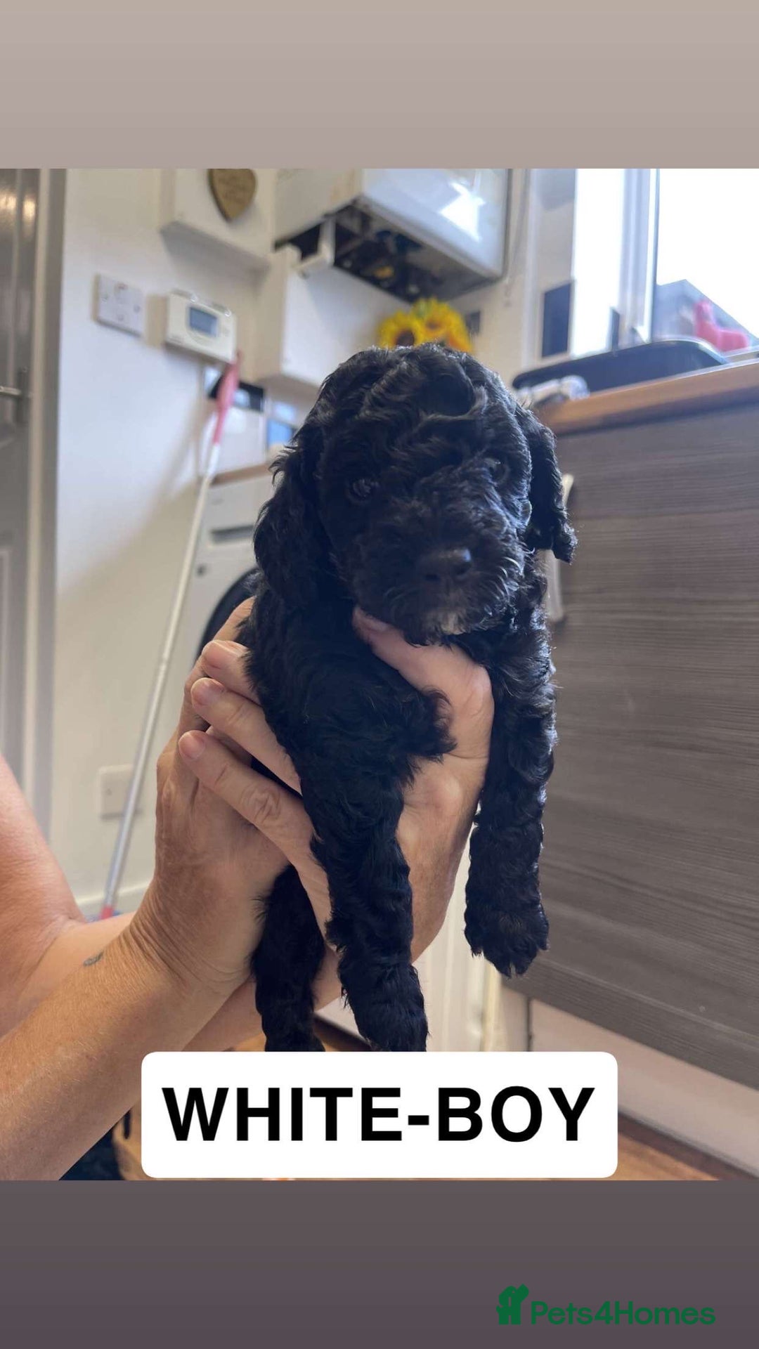 Cockapoo dogs for sale: Beautiful F1B Cockerpoos🐶 - Image 17