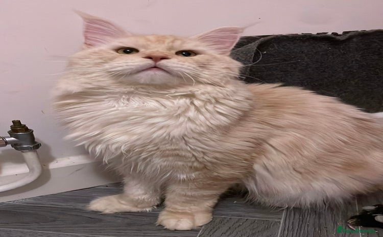 Maine Coon cats - Advert 5