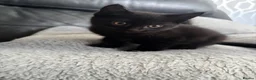 Mixed Breed cats for sale: 4 BEAUTIFUL KITTENS FOR SALE in Paignton - Advert 3