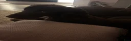 Cocker Spaniel dogs for sale: Connie - Advert 6
