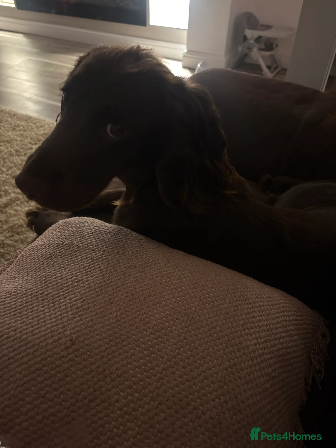Cocker Spaniel dogs for sale: Connie - Advert 6