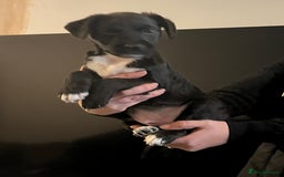 Mixed Breed dogs for sale: Patterjack puppies  - Image 4