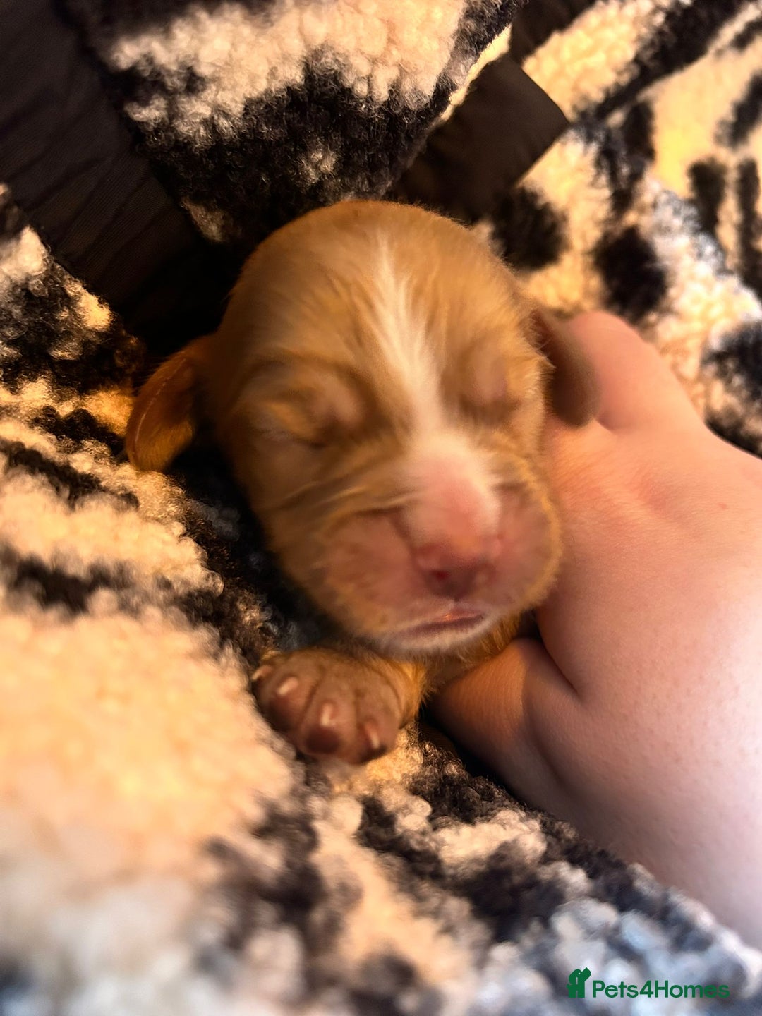 Cocker Spaniel dogs for sale: Working cocker spaniel puppies kc reg  - Advert 3