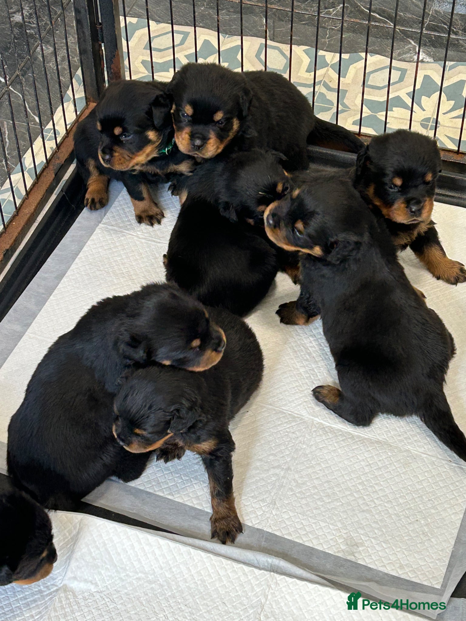 Rottweiler dogs KC Registered Champion Bloodline Rottwiler Puppies - Advert 1