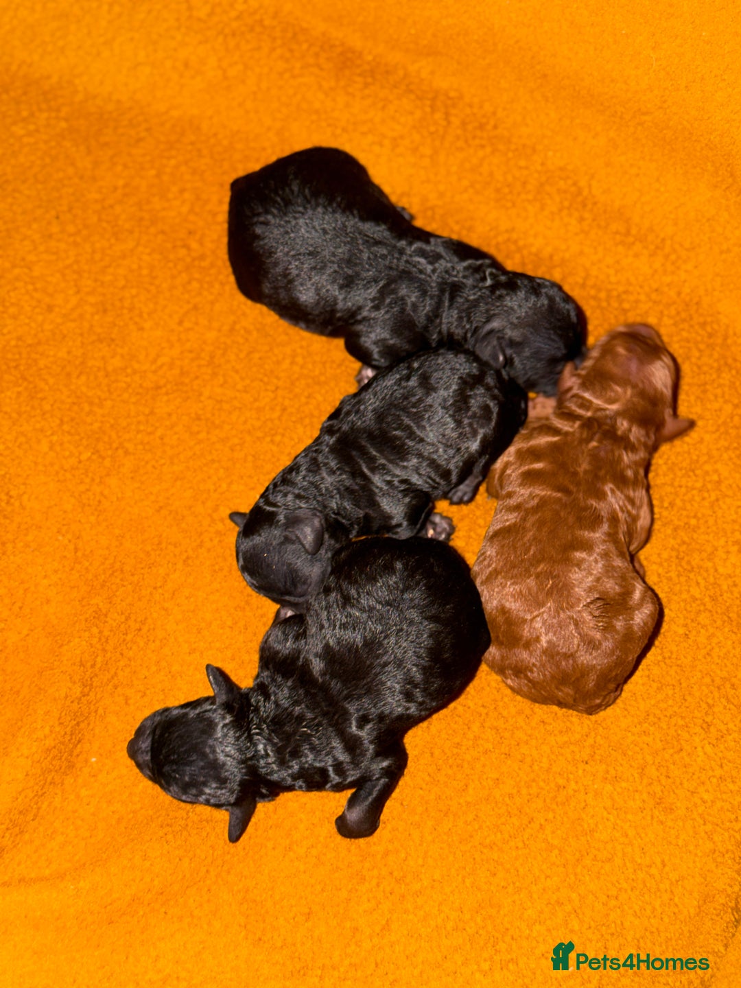 Toy Poodle dogs for sale: Toy poodle puppies  - Advert 9