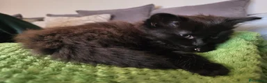 Kitten 3
