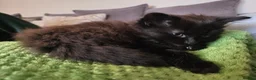 Mixed Breed cats for sale: Kittens for sale  in Nottingham - Advert 2