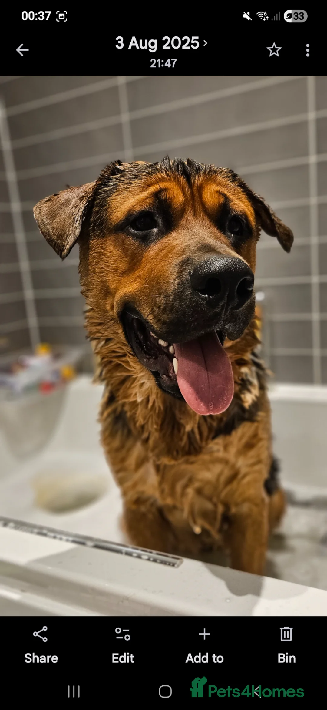 Mixed Breed dogs for stud: Rottweiler x GSD Stud Gentle Giant Loyal Protector in Nuneaton - Advert 4