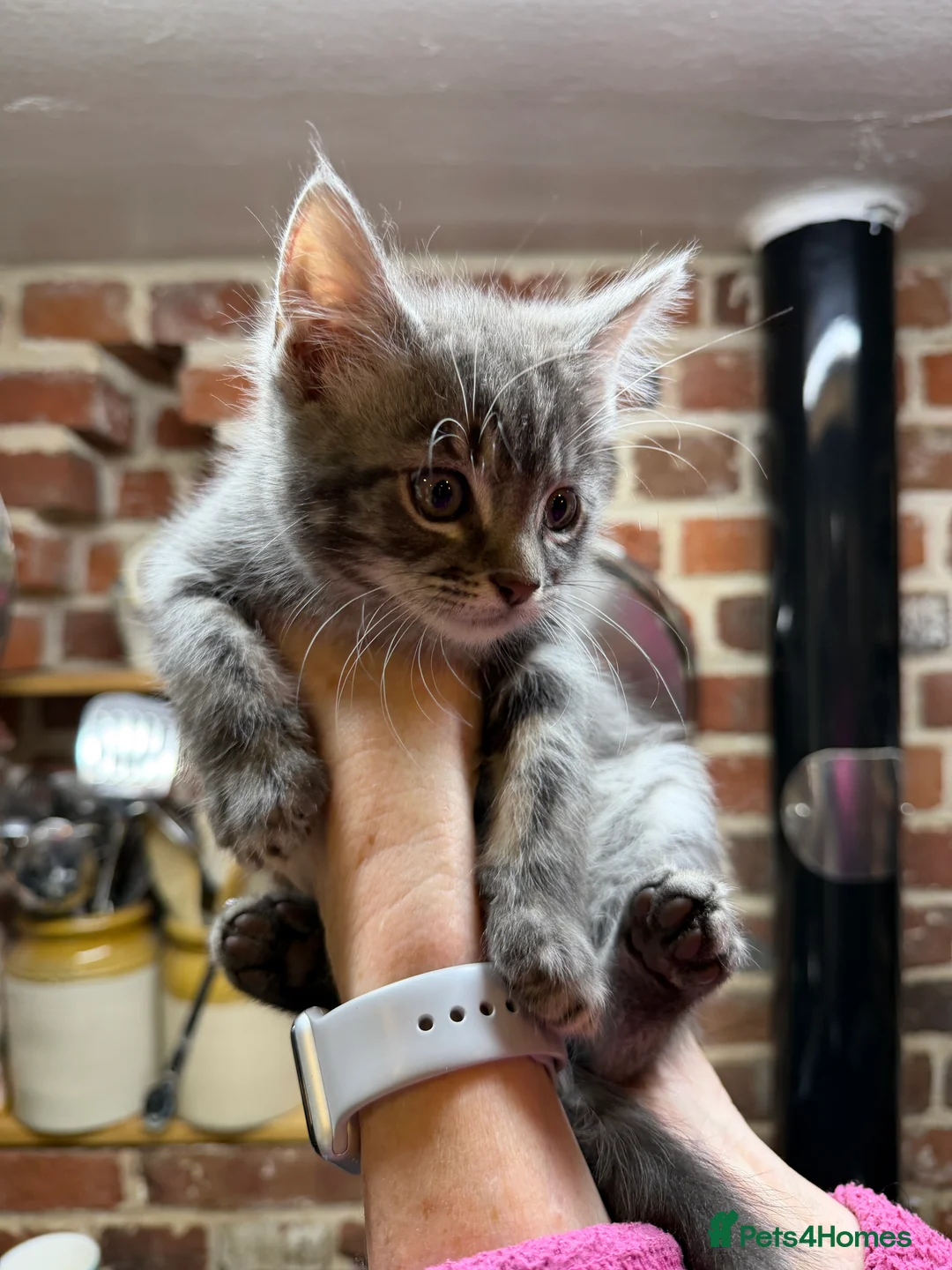 Mixed Breed cats for sale: Lovely 8 kittens are looking for home  - Advert 8