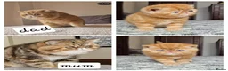Exotic cats for sale: Exotic short hair  - Advert 1