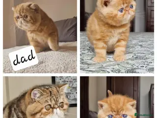 Exotic cats Exotic short hair - Advert 2
