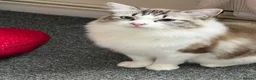 Ragdoll cats for sale: Ragdoll  - Advert 6