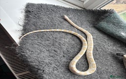 Corn Snake reptiles for sale: 2 x cornsnakes. Separate vivs.  - Image 5