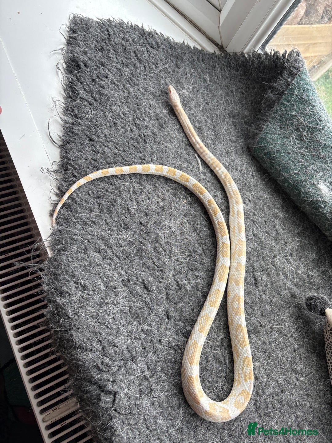 Corn Snake reptiles for sale: 2 x cornsnakes. Separate vivs.  - Image 5