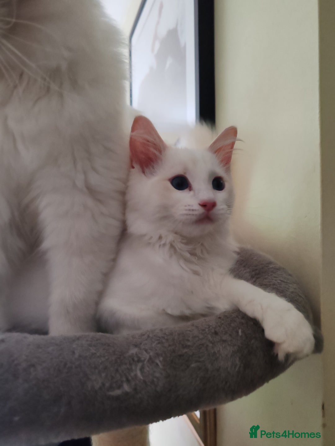 Ragdoll cats for sale: RAGS To Riches  - Image 5