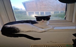 Mixed Breed cats for sale: Kittens - Image 2