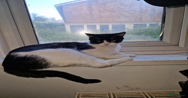 Mixed Breed cats - Advert 10